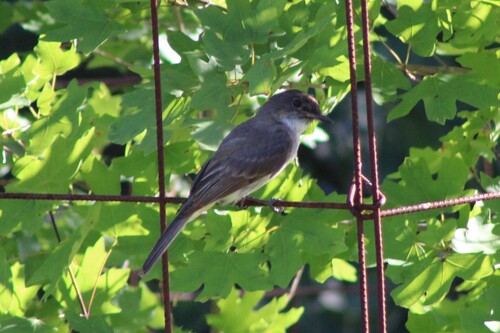 Eastern Phoebe
