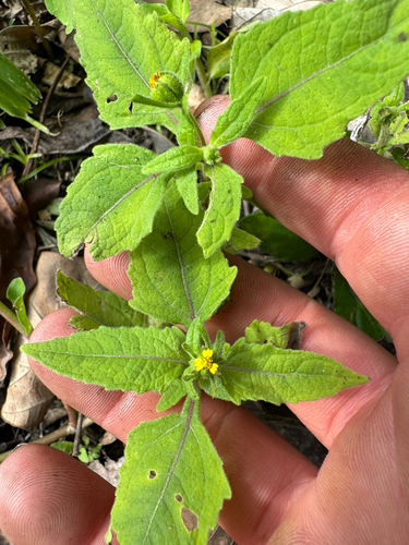 Sigesbeckia orientalis observed 2026-06-01
