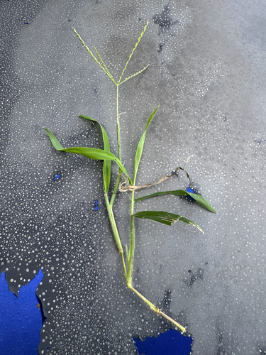 Digitaria ciliaris observed 2026-06-01