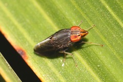 Cephaloconus tenebrosus