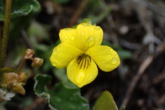 Viola purpurea quercetorum