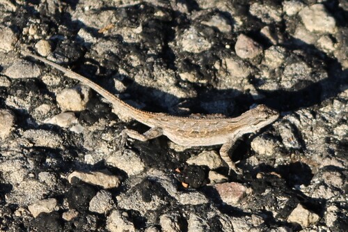 Ornate Tree Lizard
