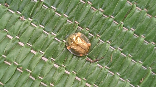 Golden Tortoise Beetle
