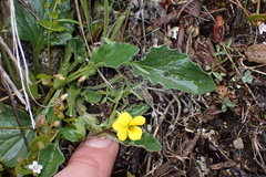 Viola purpurea quercetorum