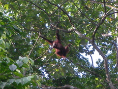 Pongo pygmaeus morio