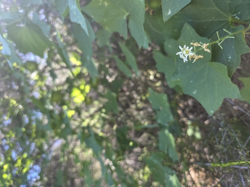 California manroot