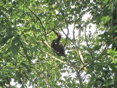 Pongo pygmaeus morio