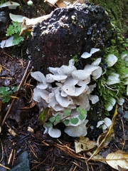 Pseudohydnum orbiculare