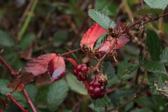 Rubus grabowskii, photograph (c) Carmon, some rights reserved (CC BY-SA)