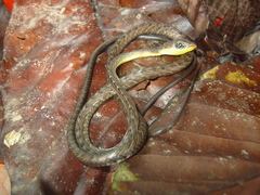 Chironius fuscus