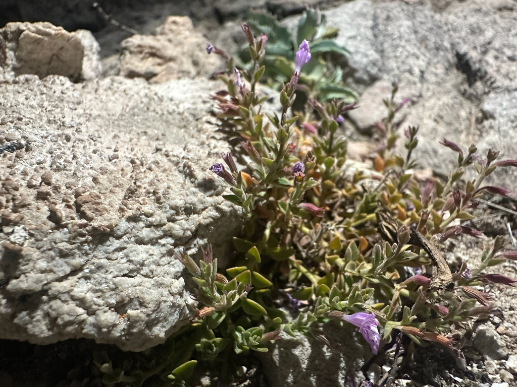 Hedeoma nana; photograph (c) Melanie J. Davis, some rights reserved (CC BY)
