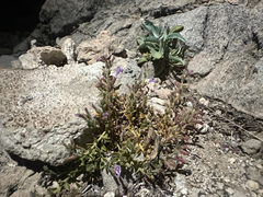 Hedeoma nana, photograph (c) Melanie J. Davis, some rights reserved (CC BY)