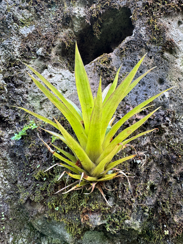 Guzmania monostachia observed 2026-06-01