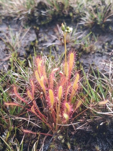 Drosera anglica observed 2026-06-01