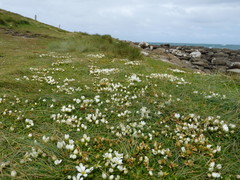 Gentianella saxosa