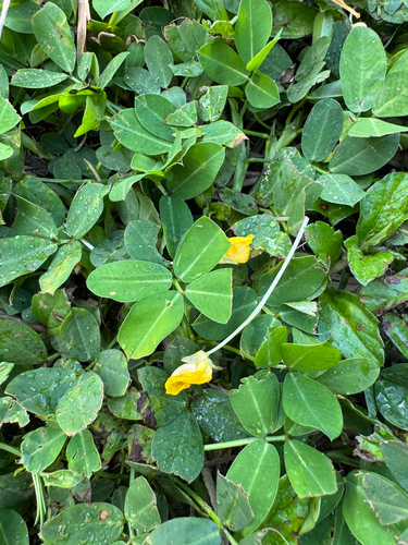 Arachis pintoi observed 2026-06-01