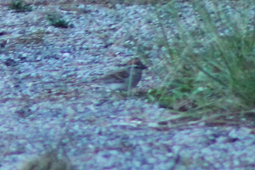 Chipping Sparrow