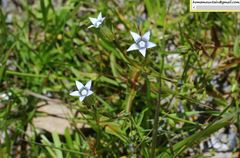 Comastoma pulmonarium