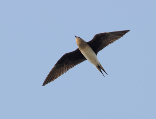Black-winged Pratincole (Glareola nordmanni), photo 5