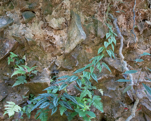Actinidia lanceolata