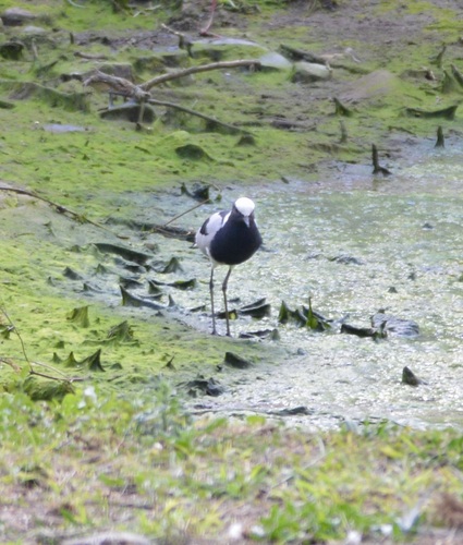 iNaturalist: (c) joat, some rights reserved (CC BY-NC) iNaturalist image