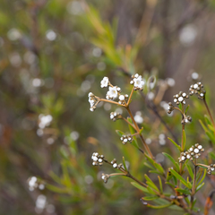 Logania linifolia