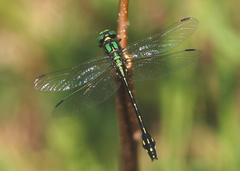 Ophiogomphus anomalus