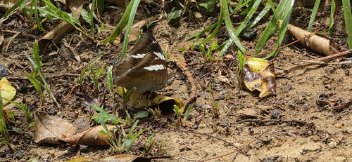 White-edged blue baron