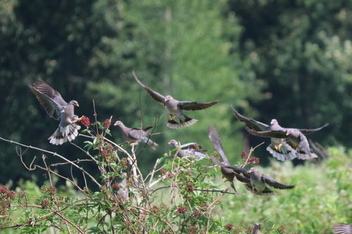 Band-tailed Pigeon observed by qmulder