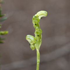 Pterostylis cycnocephala