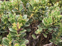 Eucalyptus vernicosa