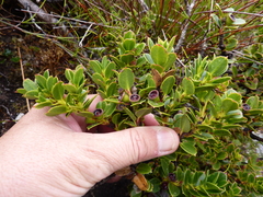 Eucalyptus vernicosa