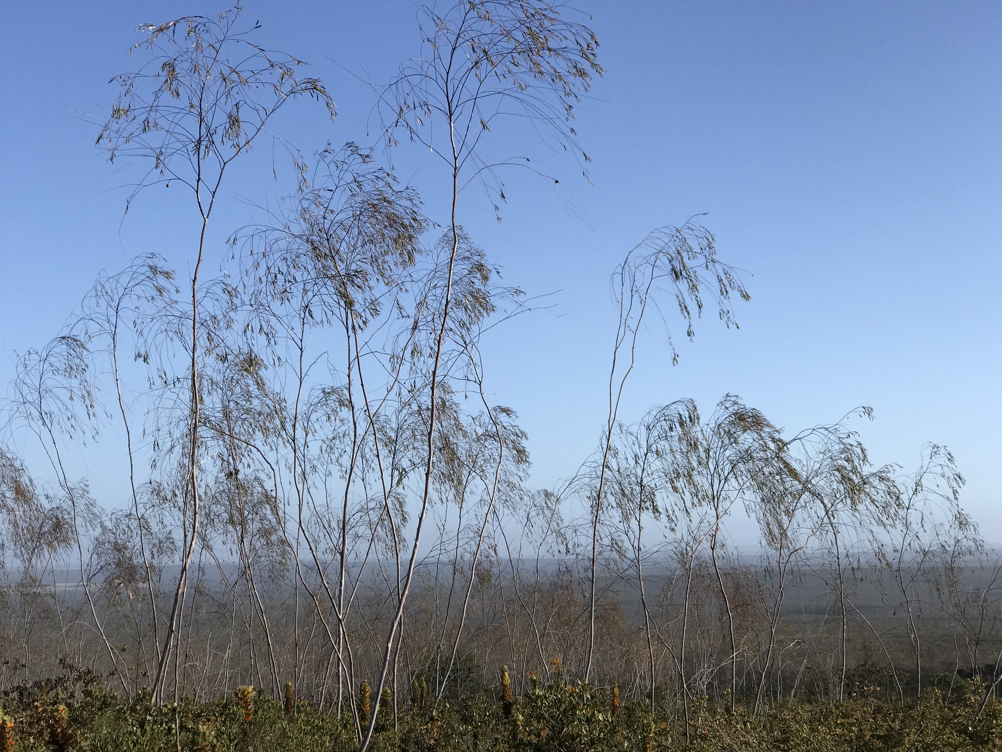 Eucalyptus sepulcralis