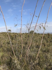 Eucalyptus sepulcralis
