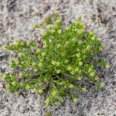Millotia muelleri