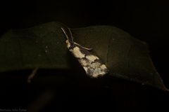 Philenora chionastis