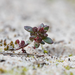 Crassula closiana