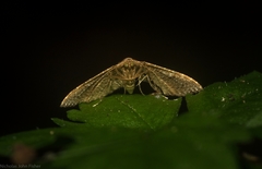 Addaea subtessellata