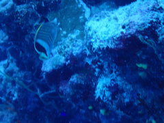 Chaetodon paucifasciatus