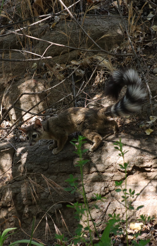 Ringtail observed by mason_s