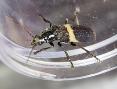 Chauliognathus tripartitus