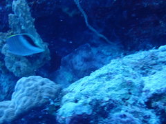 Chaetodon paucifasciatus