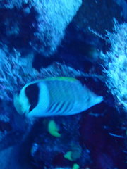 Chaetodon paucifasciatus