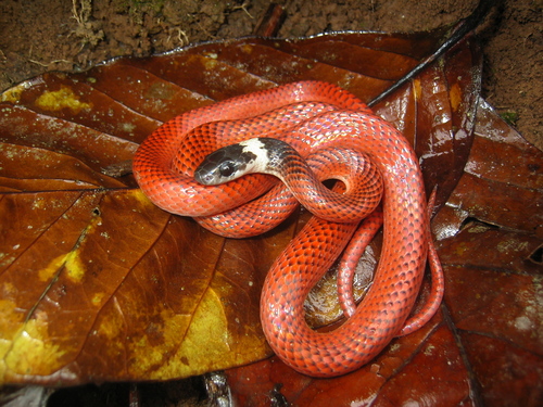 Photo of a Black-collared Snake (Drepanoides anomalus)