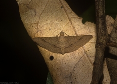 Addaea subtessellata