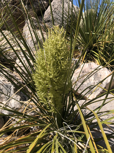 Foothill Beargrass