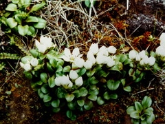 Gentianella stevenii