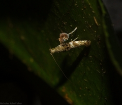 Cyphosticha panconita