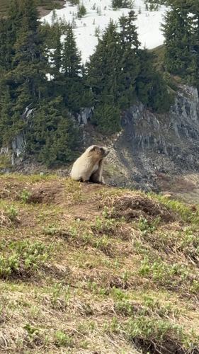Hoary Marmot observed by schackec