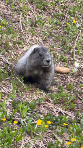 Hoary Marmot observed by schackec